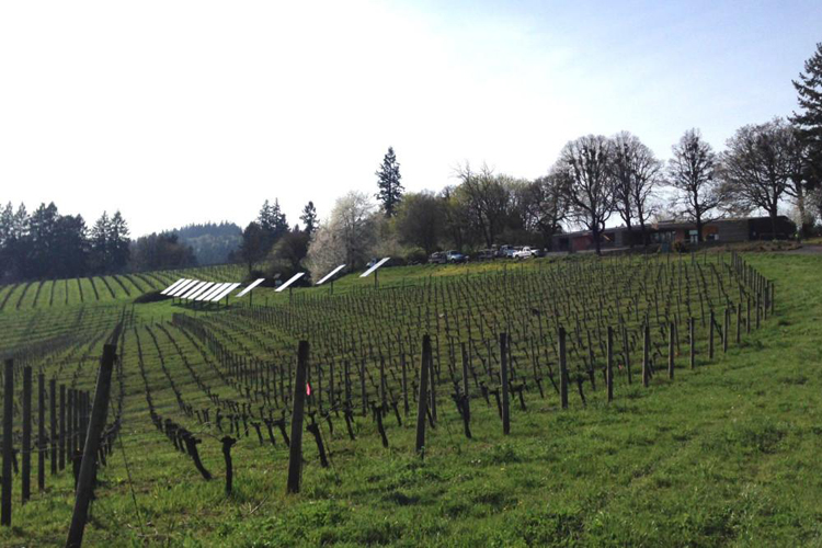 Oregon wine sails to another warm, trouble-free vintage and wonders, What's up with that?
