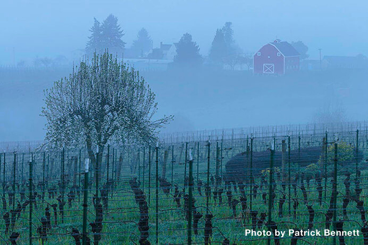SavorNW Wine News