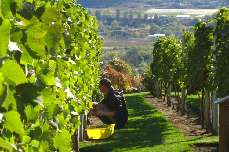 BC Best Varietal Awards Announced