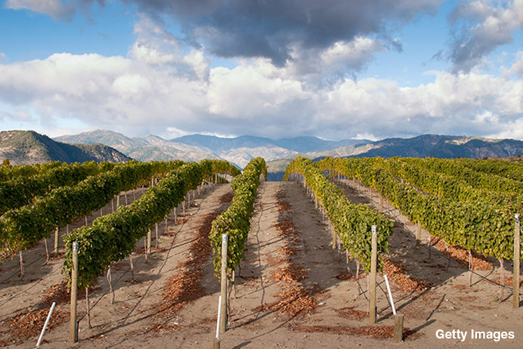 Explore the Diversity of Washington Wines