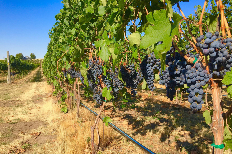 SavorNW Wine News