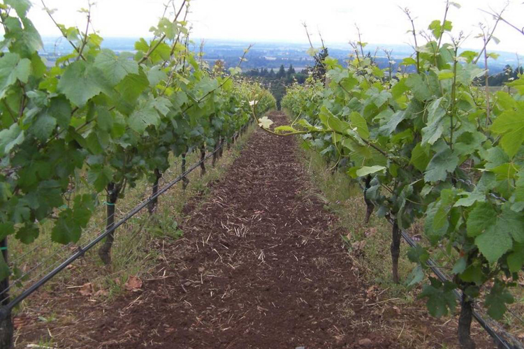 International Pinot Noir Celebration Sets Table for Oregon Pinot Noir