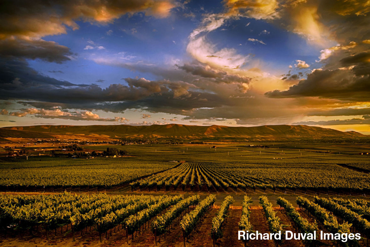 SavorNW Wine News