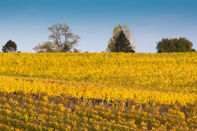 SavorNW Wine News