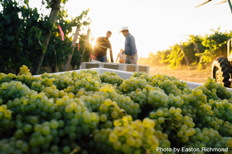 SavorNW Wine News