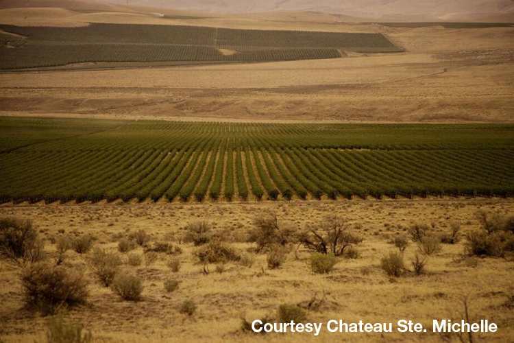 SavorNW Wine News