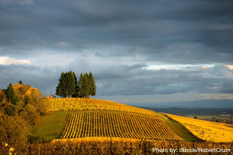 SavorNW Wine News